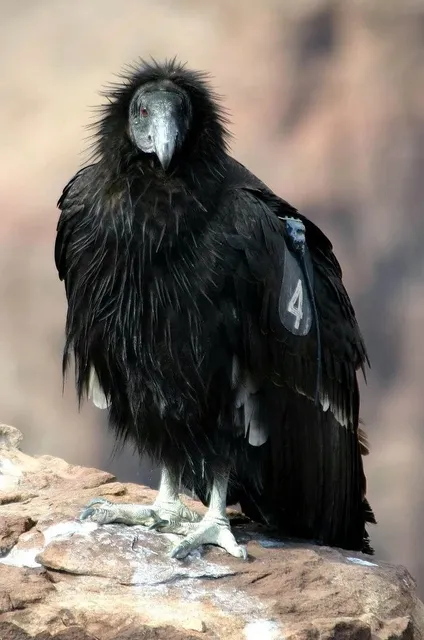 condors9-91-1024x682.jpg